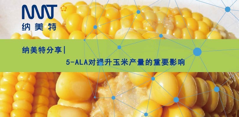 纳美特分享|5-ALA对提升玉米产量的重要影响