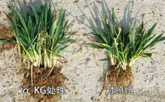 α-酮戊二酸