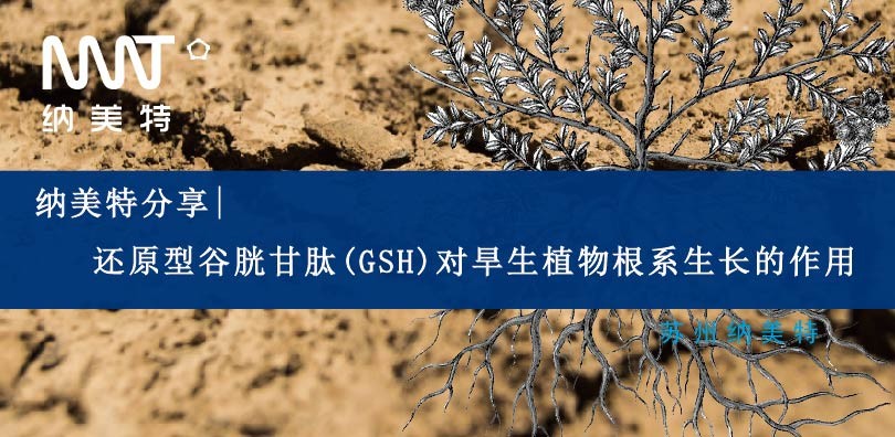 纳美特分享|还原型谷胱甘肽(GSH)对旱生植物根系生长的作用