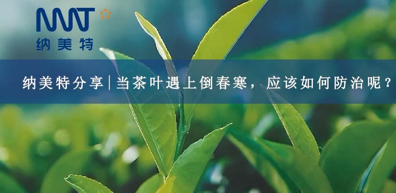 纳美特分享|当茶叶遇上倒春寒，应该如何防治呢？