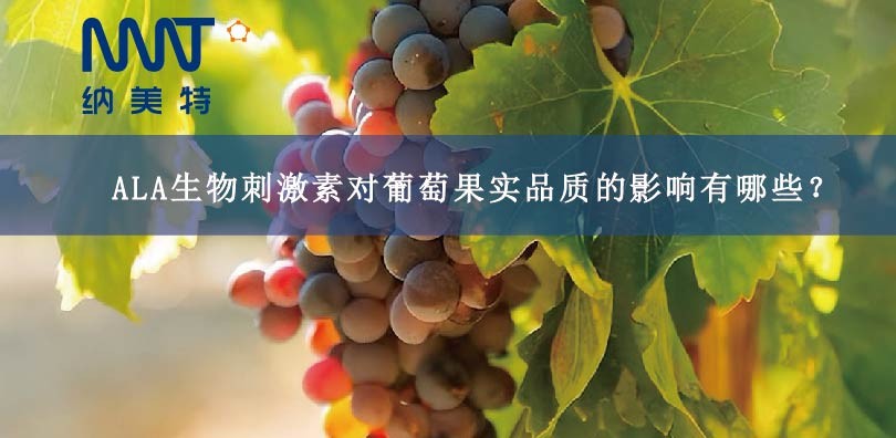 5-ALA生物刺激素对葡萄果实品质的影响有哪些？