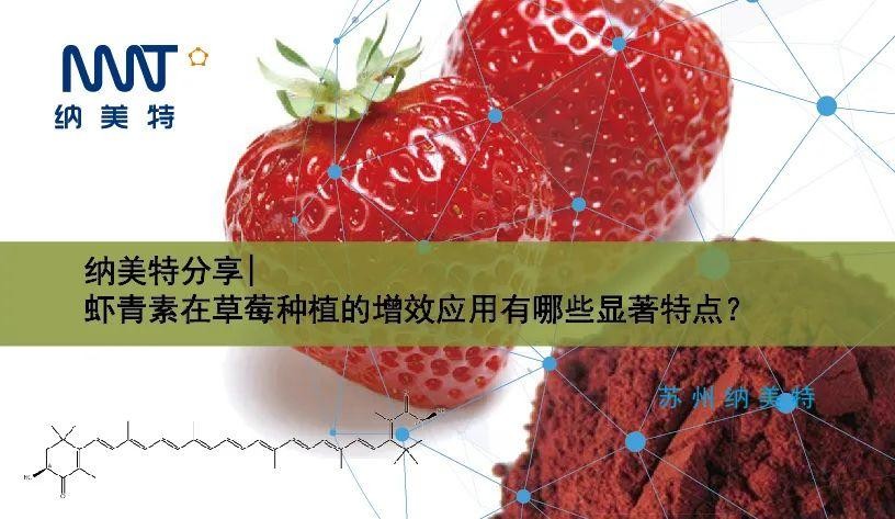 纳美特分享|虾青素在草莓种植的增效应用有哪些显著特点？