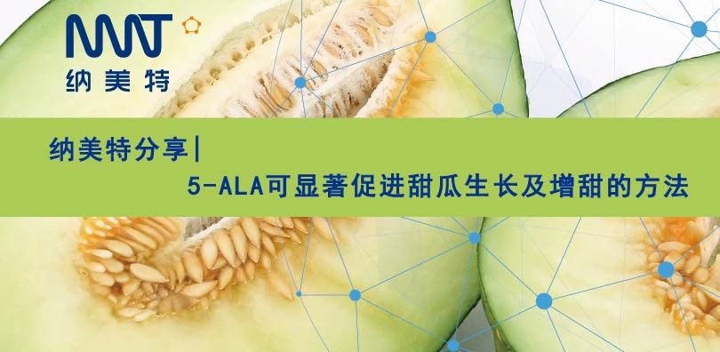 纳美特分享|5-ALA可显著促进甜瓜生长及增甜的方法