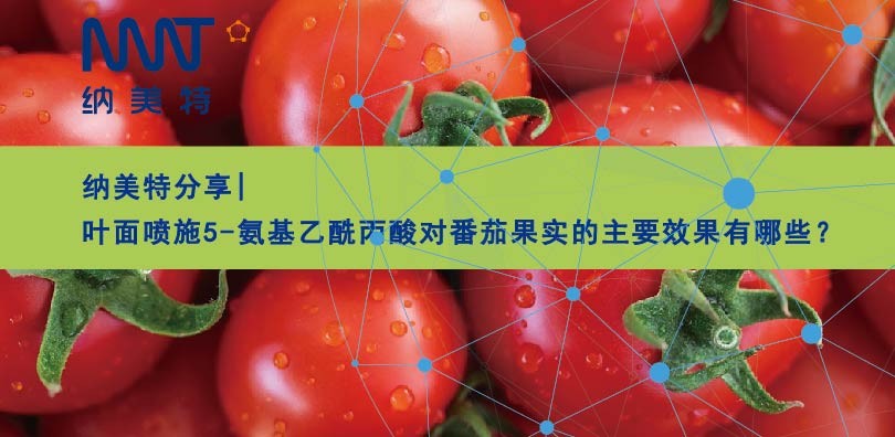 纳美特分享|叶面喷施5-氨基乙酰丙酸对番茄果实的主要效果有哪...