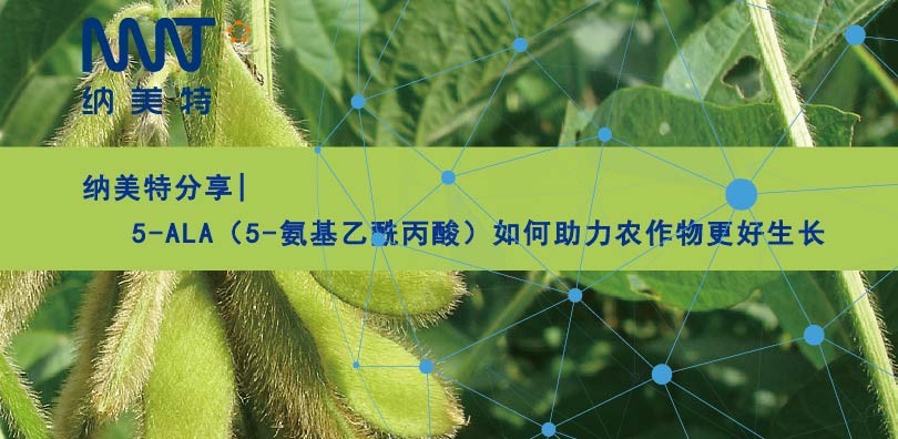 5-ALA（5-氨基乙酰丙酸）如何助力农作物更好生长