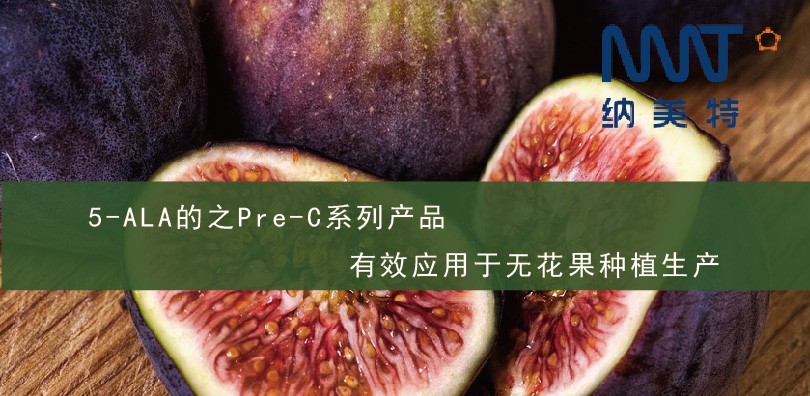 5-ALA的Pre-C系列产品有效应用于无花果种植生产