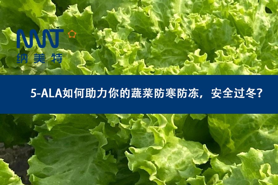 5-ALA如何助力你的蔬菜防寒防冻，安全过冬？