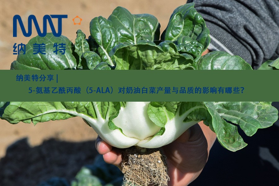 5-氨基乙酰丙酸对奶油白菜产量与品质的影响居然这么大!