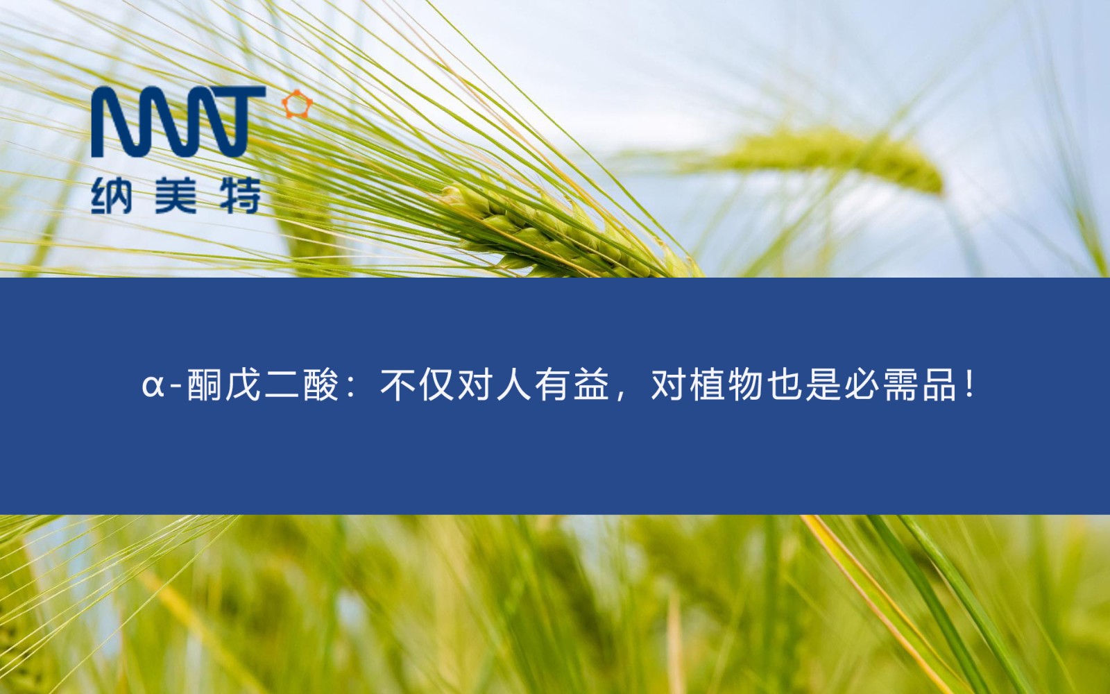 α-酮戊二酸：不仅对人有益，对植物也是必需品！