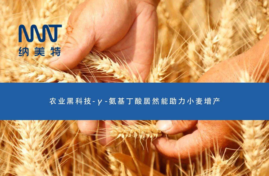 农业黑科技-γ-氨基丁酸居然能助力小麦增产
