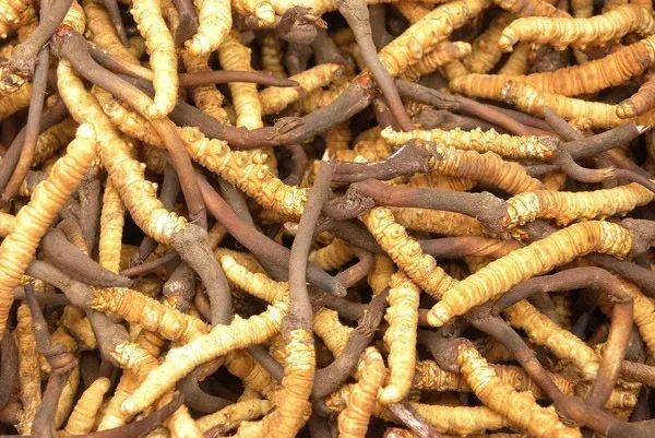 解析麦角硫因与虫草的神秘联结