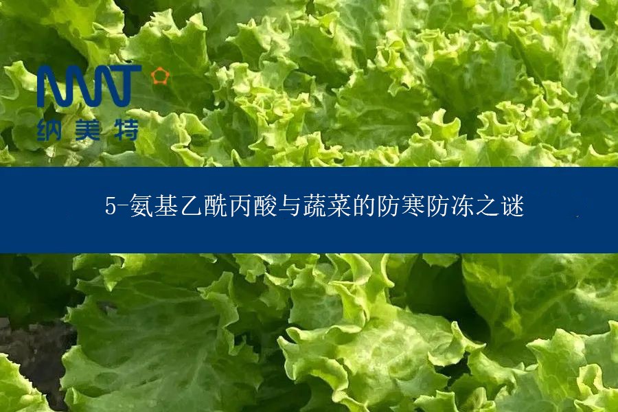 5-氨基乙酰丙酸(5-ALA)与蔬菜的防寒防冻之谜