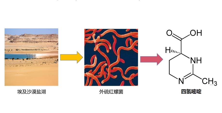 四氢嘧啶在分子水平的应用