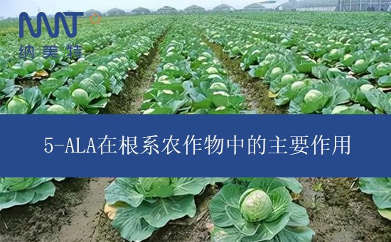 5-ALA在根系农作物中的主要作用