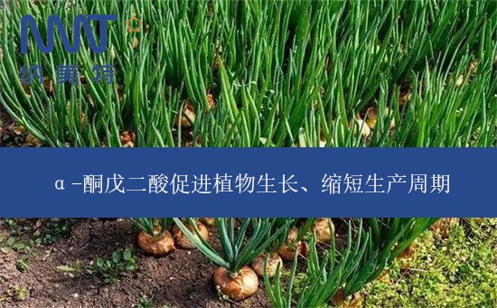 【α-酮戊二酸】促进植物生长、缩短生产周期