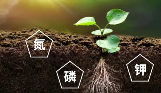 【α-酮戊二酸】促进植物吸收、提高肥效