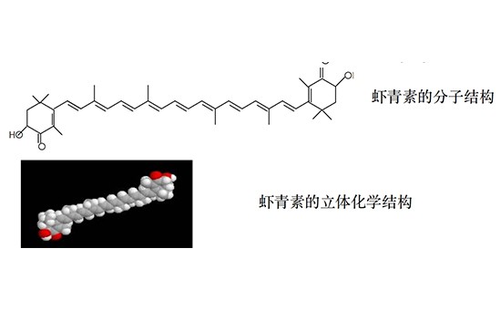 纳美特合成生物：一文了解虾⻘素的来源