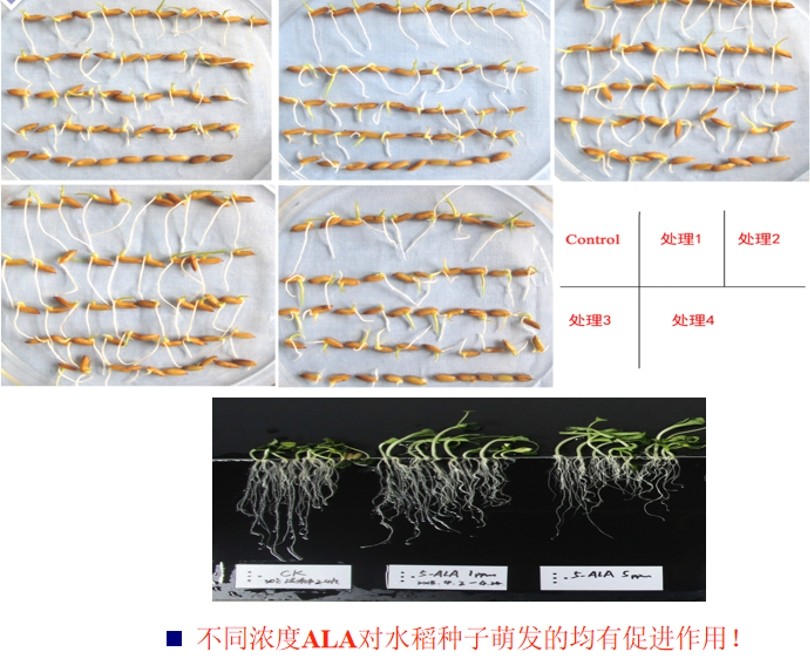 Pre-c(5-ALA超强稳定剂)是如何使农作物降低呼吸作用...