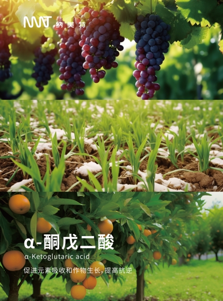 α- 酮戊二酸在农业土壤改良剂中的应用效果探究​ 